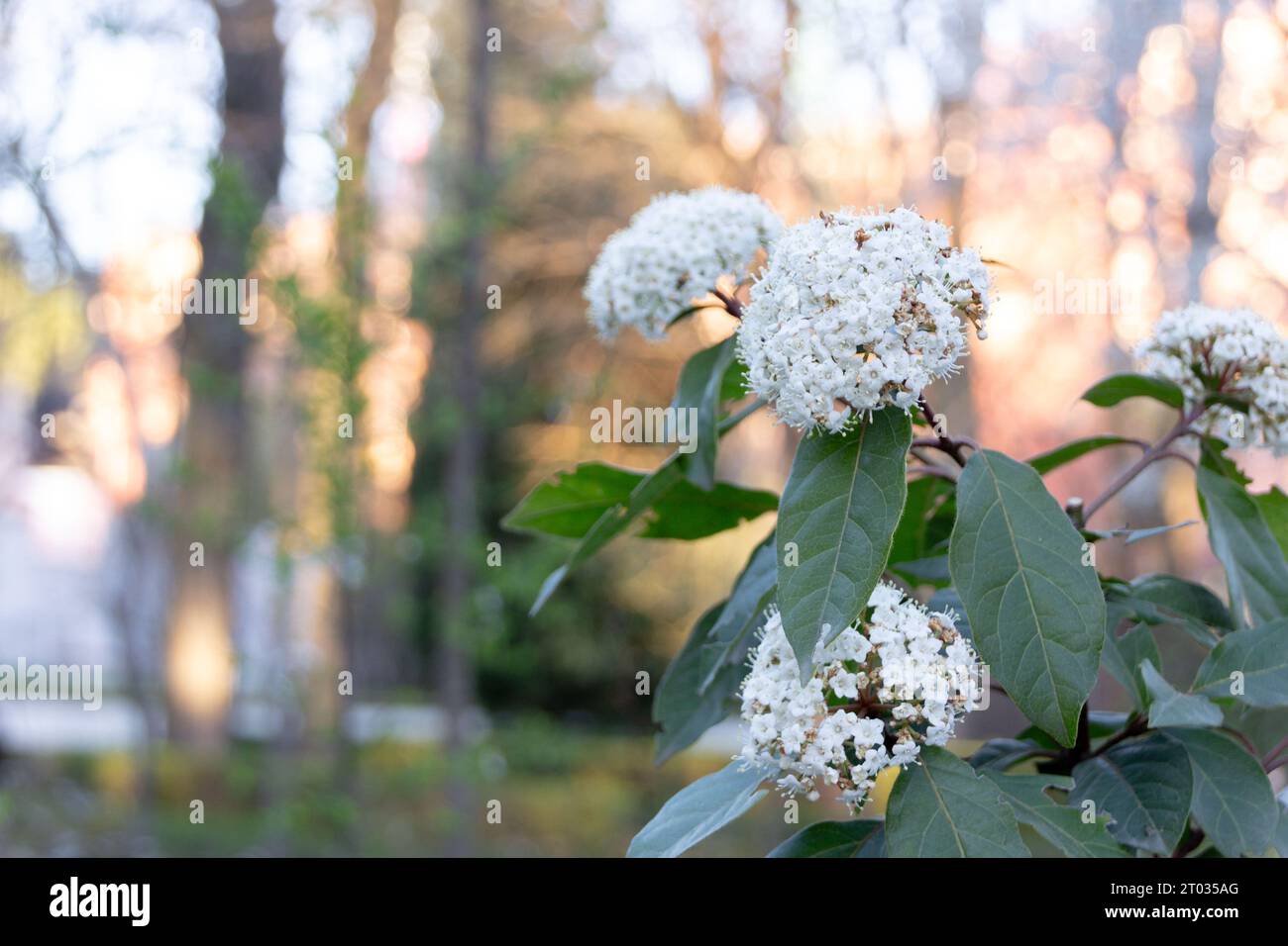 Graceful Laurustinus fleurs dans une composition minimaliste, offrant amplement d'espace de copie pour vos projets créatifs. Banque D'Images