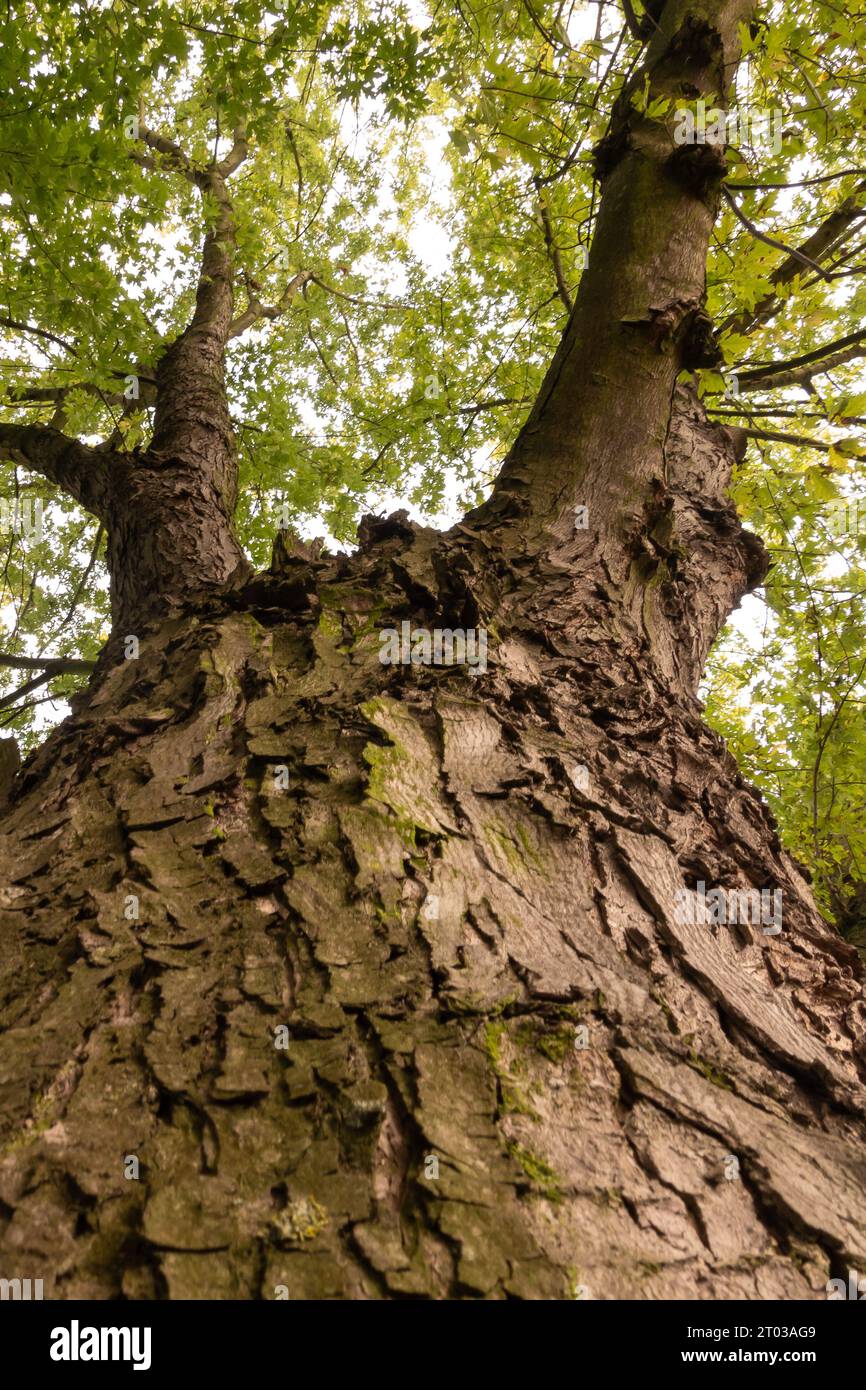 cime des arbres avec feuillage d'automne vu d'en bas Banque D'Images