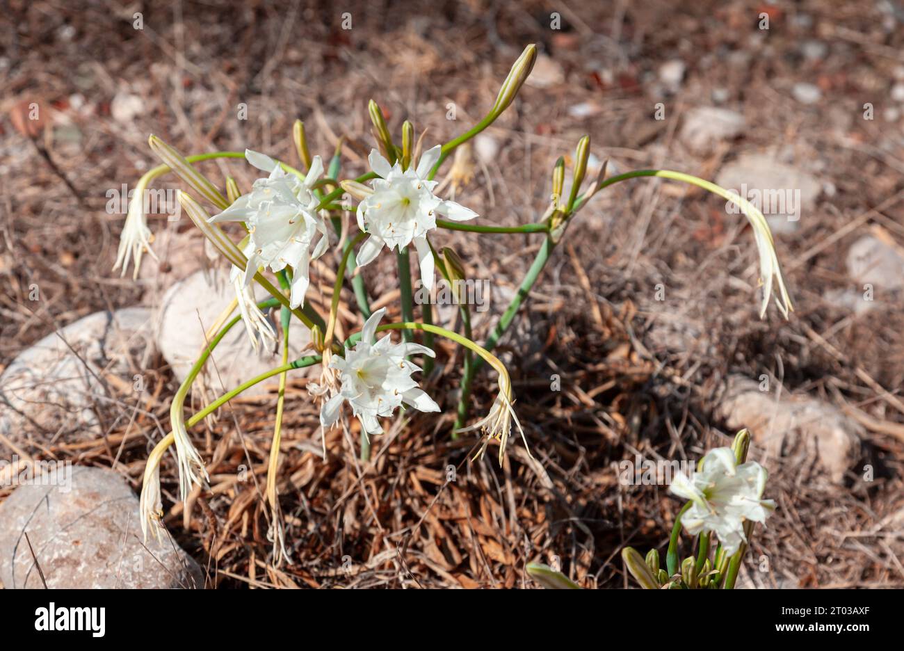 Lys de sable. Focalisation sélective sur les lis de sable, une plante endémique trouvée sur la péninsule de Datca. Banque D'Images
