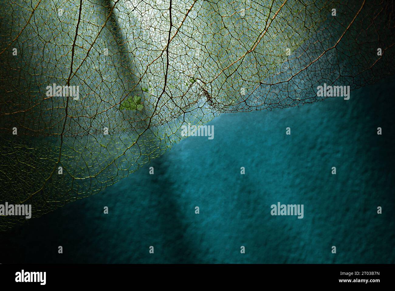 texture des feuilles. fond organique avec effet de lumière Banque D'Images