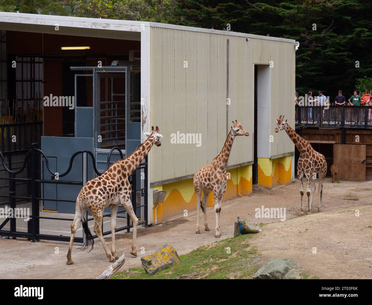 Trois girafes au zoo Banque D'Images