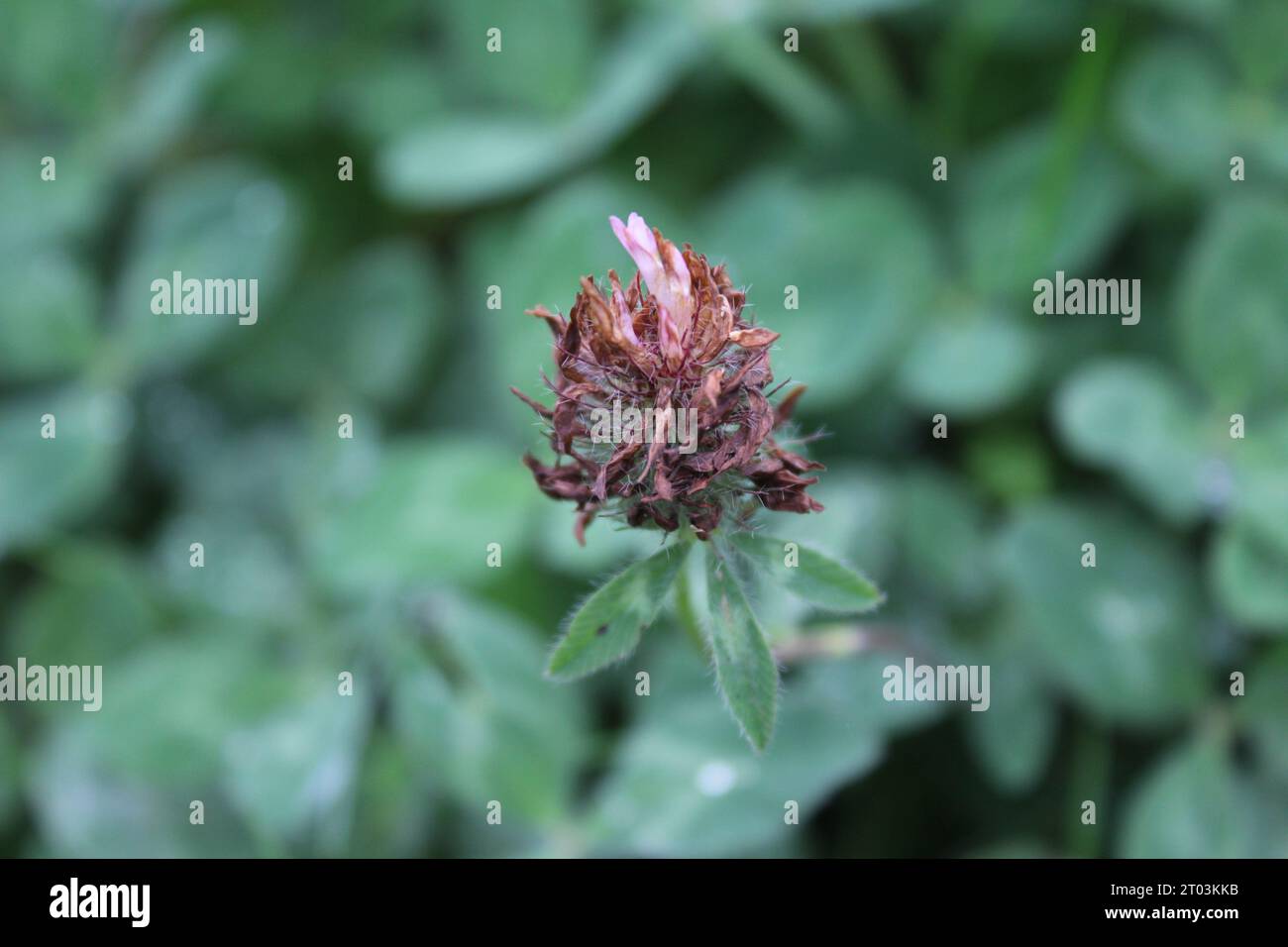 Gros plan sur Red Clover Banque D'Images