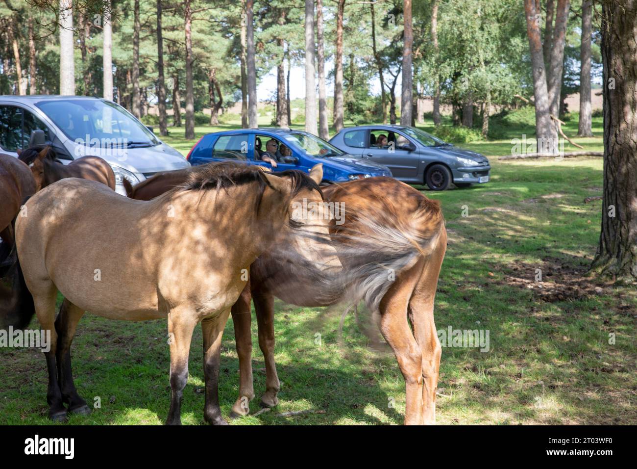 Les poneys New Forest se tenaient à côté des voitures garées dans la New Forest, septembre 2023, Angleterre, Royaume-Uni Banque D'Images