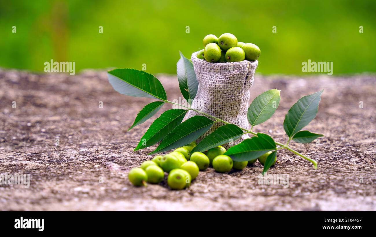 Fruit de neem avec bâtons de neem et feuille de neem isolé sur fond blanc. Le neem est un excellent hydratant et contient divers composés qui ont des ins Banque D'Images