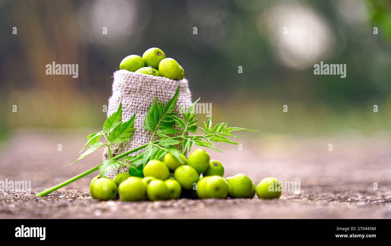 Graines de lilas indiennes, fruits et feuilles. Azadirachta indica, communément appelé neem, nimtree ou lilas indien, est un arbre de la famille des méliaceae en acajou. Banque D'Images