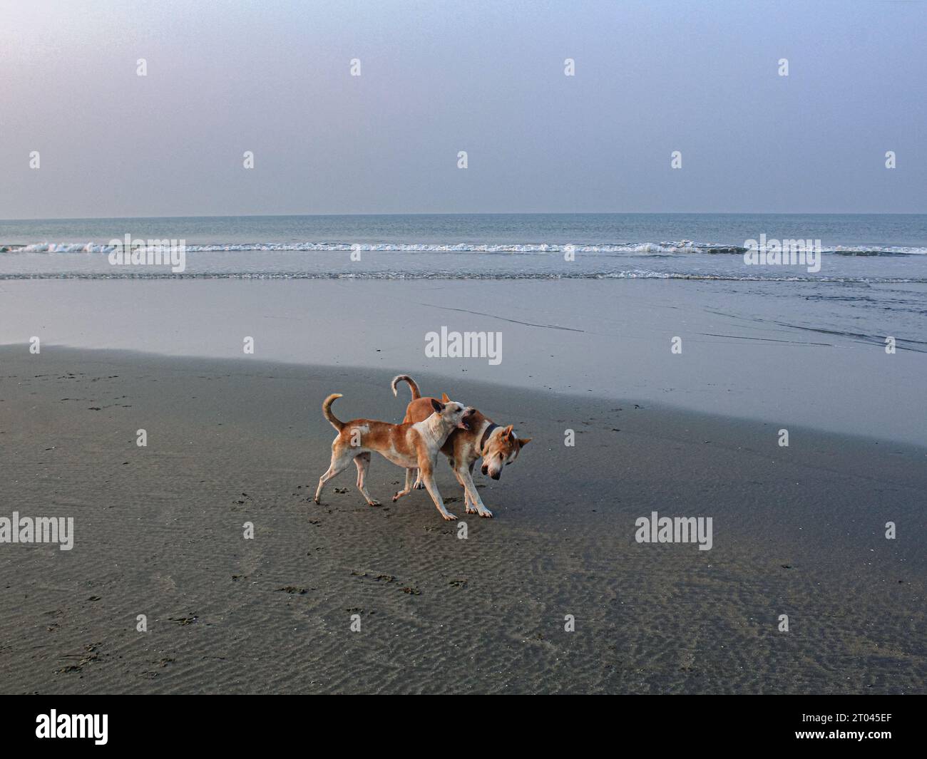 chiens jouant sur la plage Banque D'Images