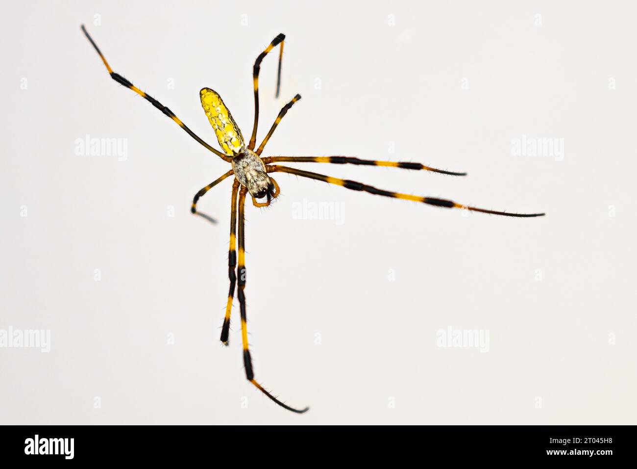 Grande araignée Joro (Trichonephila clavata) de la région métropolitaine d'Atlanta en Géorgie dans le sud-est des États-Unis. Banque D'Images