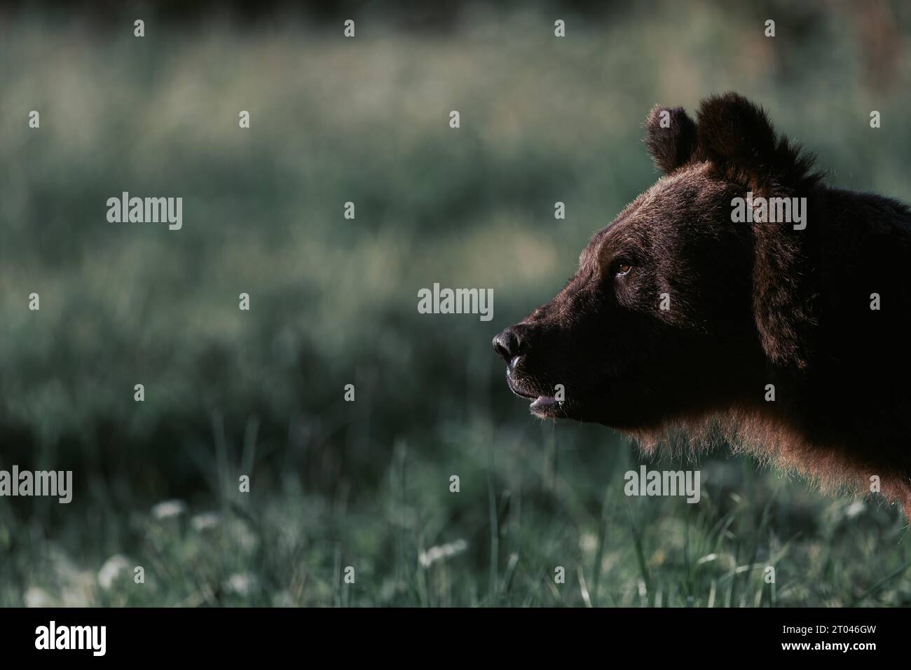Portrait d'ours brun (ursus arctos), prairie du soir, montagnes de Bieszczady, Pologne Banque D'Images