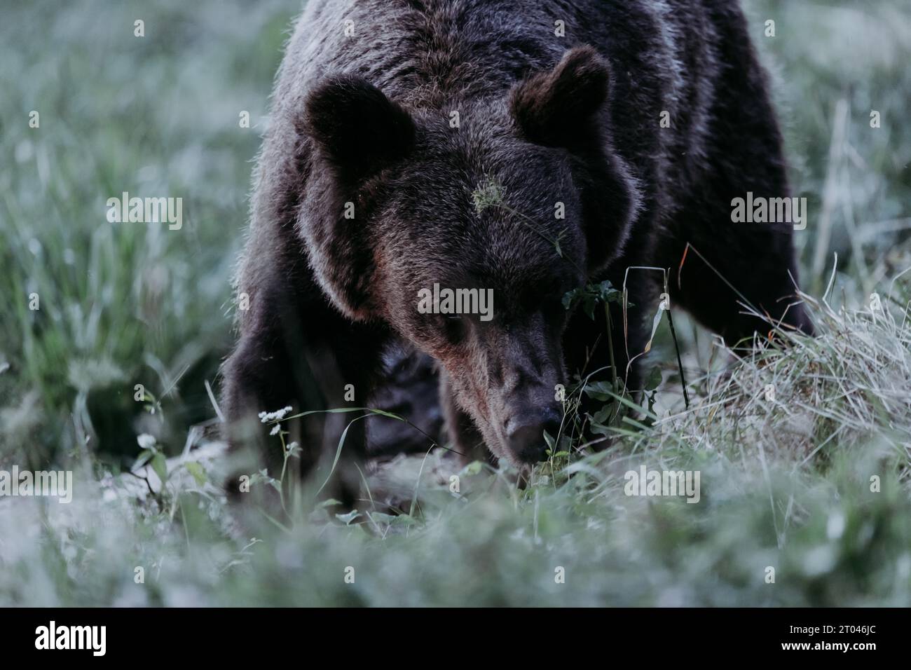 Portrait d'ours brun (ursus arctos), prairie du soir, montagnes de Bieszczady, Pologne Banque D'Images