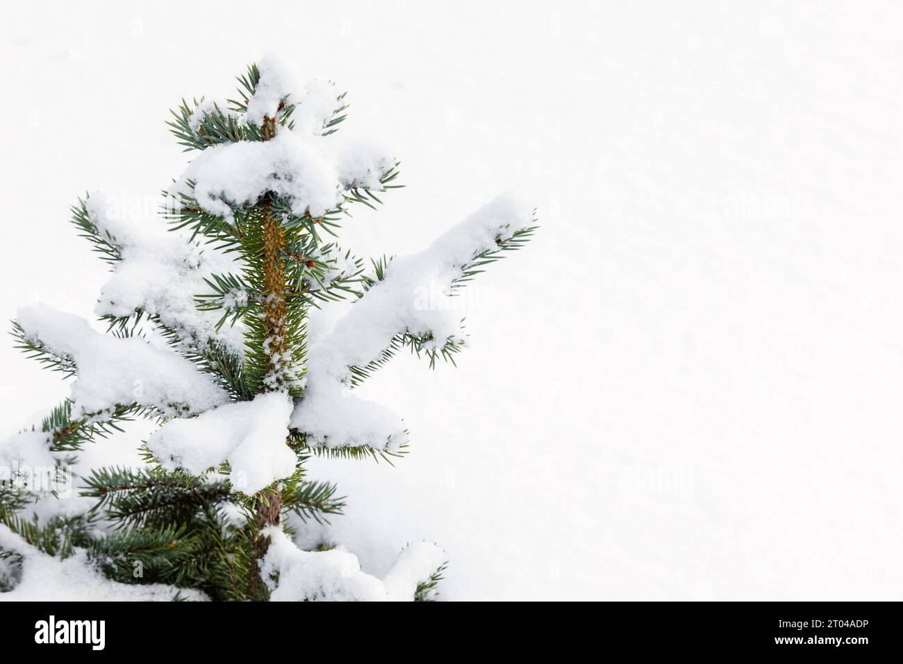 Petit sapin couvert de neige, fond naturel de forêt d'hiver, photo en gros plan avec mise au point sélective Banque D'Images