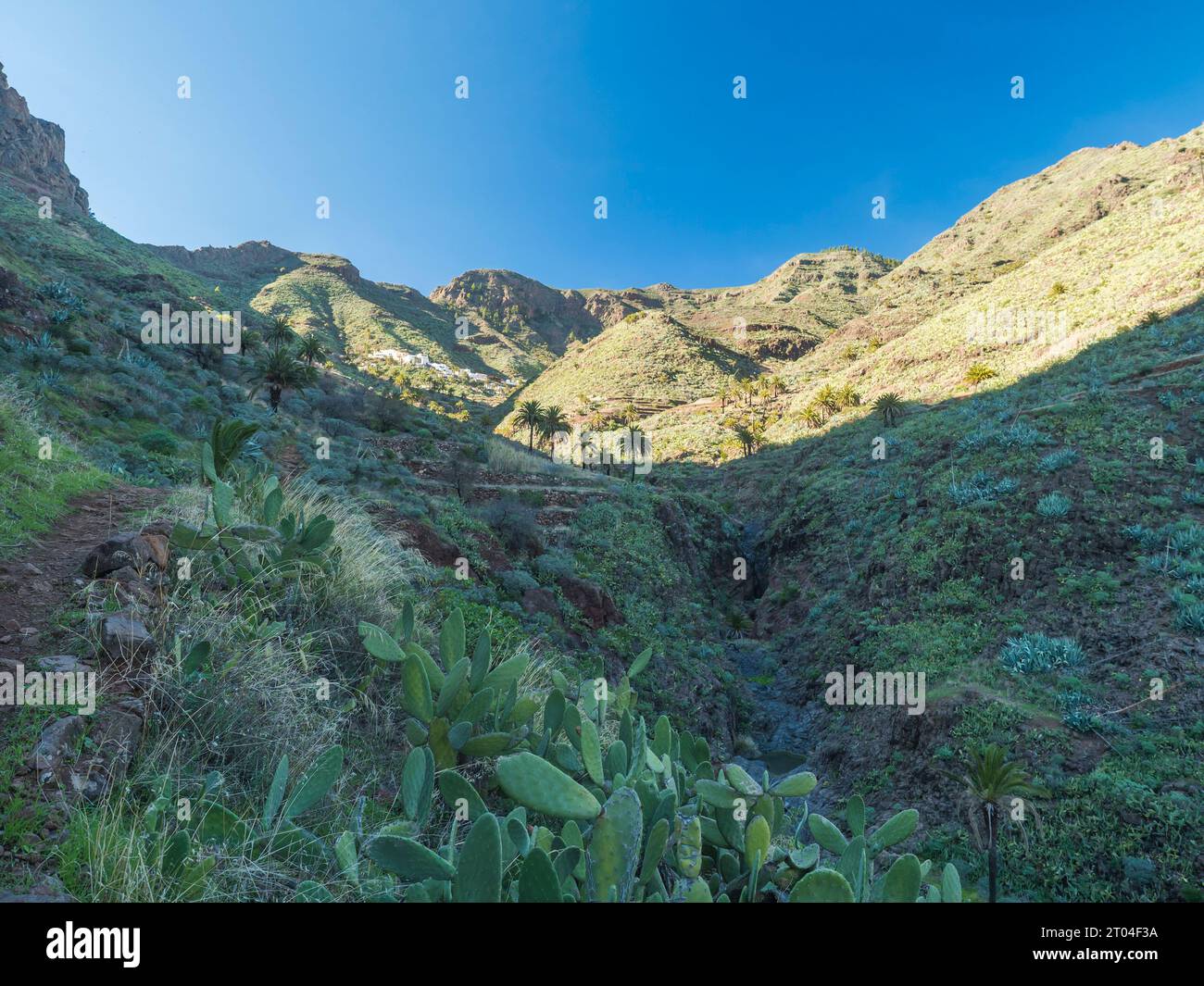 c paysage au sentier de randonnée à travers Barranco de Guarimiar gorge. Pentes verdoyantes de canyon de montagne avec des palmiers et une végétation succulente. La Gomera, CAN Banque D'Images