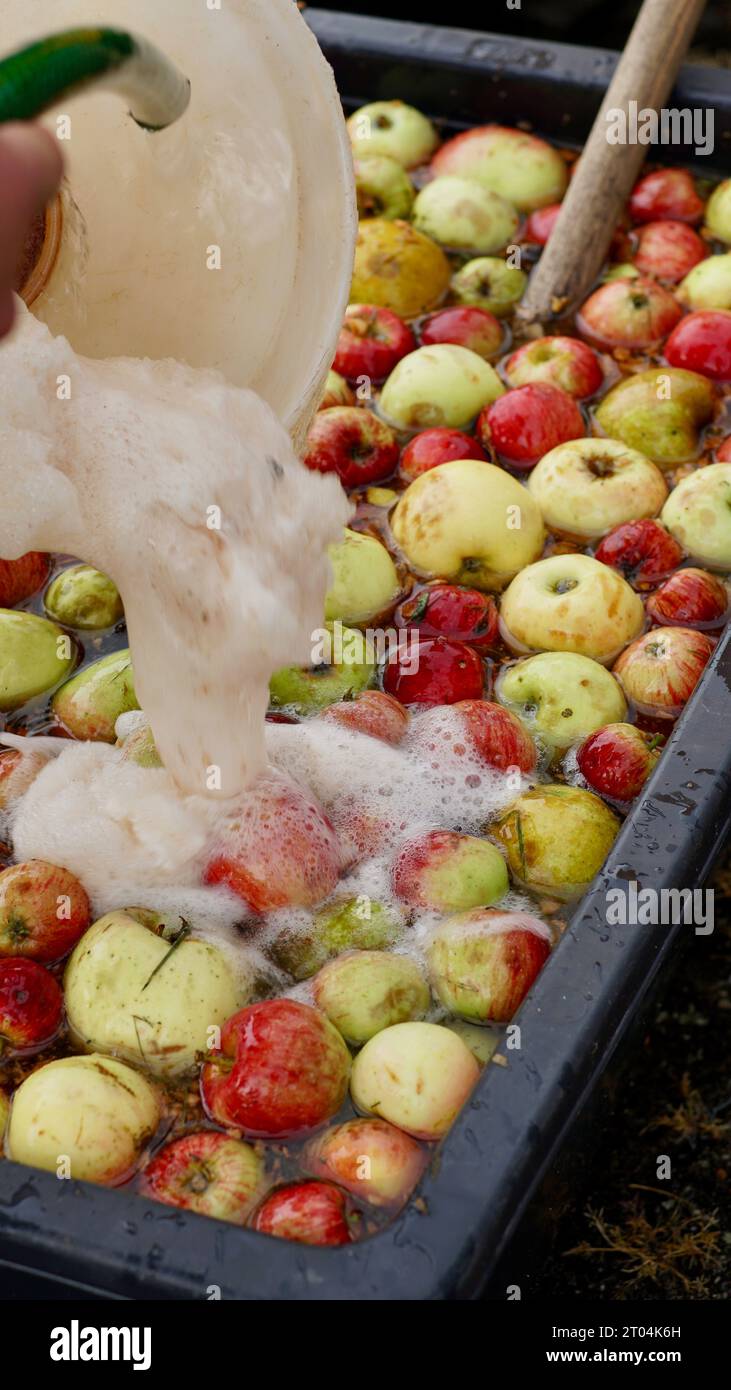 Une cuve pleine de pommes lavées et préparées pour le presse-pommes. Banque D'Images