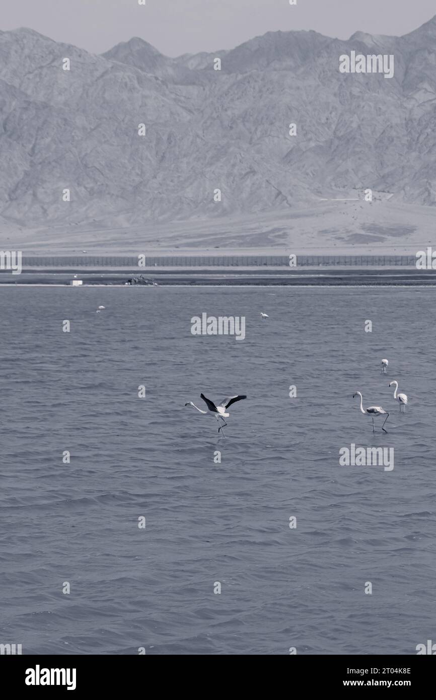 Flamants noirs et blancs dans le lac Evrona observation point situé dans le désert au nord d'Eilat, Israël. Un flamant rose a ses ailes ouvertes Banque D'Images