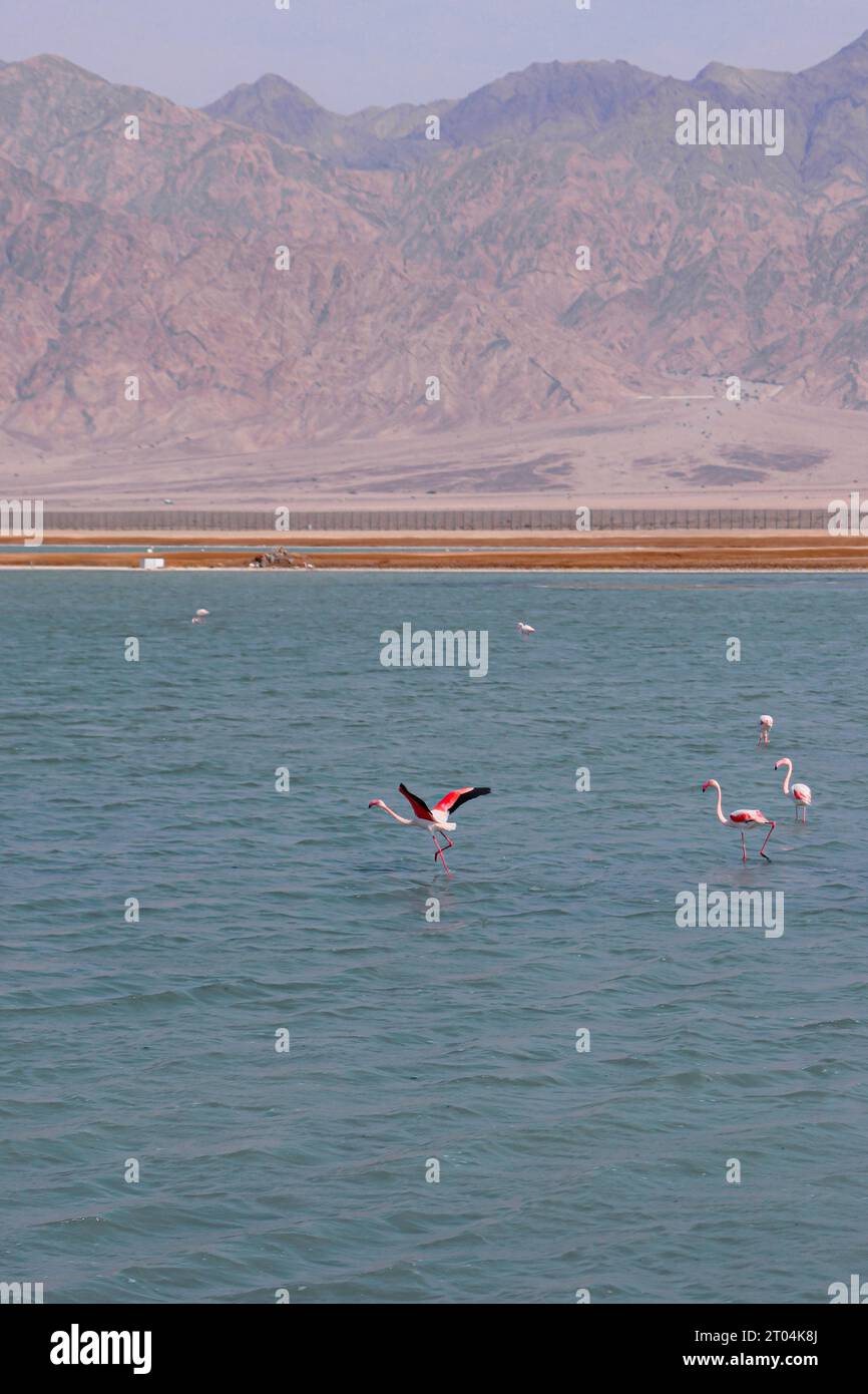 Flamants roses dans un lac à Evrona point d'observation situé dans le désert au nord d'Eilat, Israël. Un flamant rose au centre de l'image a son aile Banque D'Images