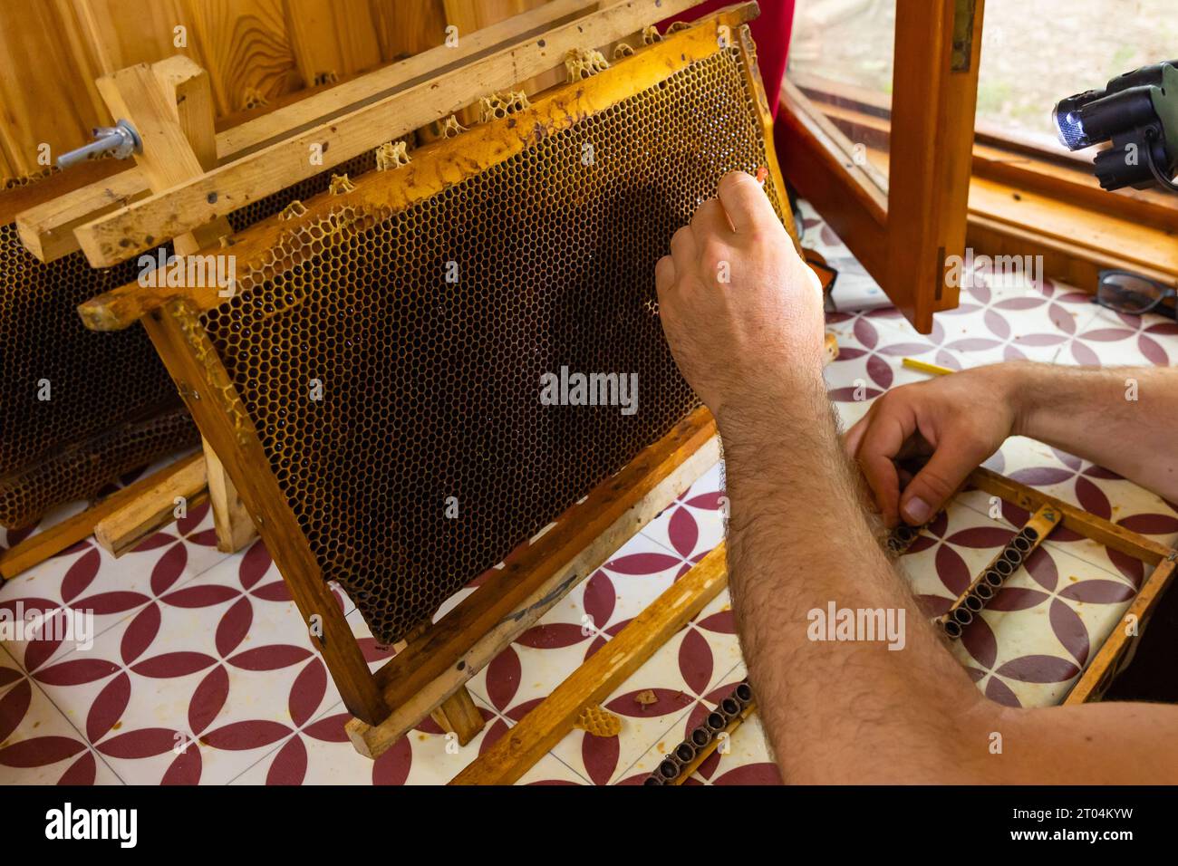 Greffage ou production de gelée royale ou élévation de la photo de fond d'abeille reine. Apiculture ou apiculture concept. Banque D'Images