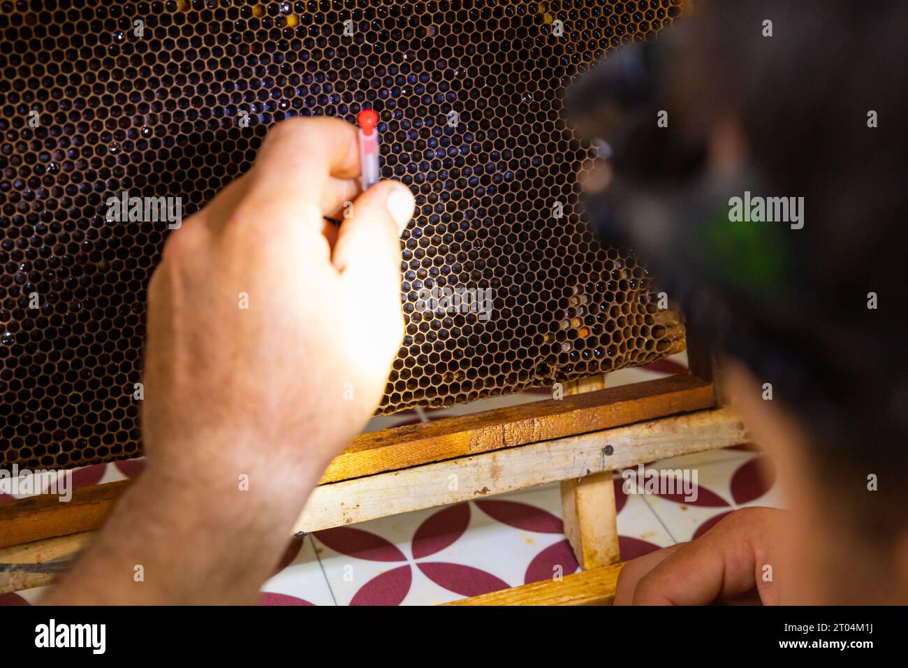 Apiculteur ou apiculteur extrayant les œufs d'abeille du nid d'abeille pour la production de gelée royale ou l'élevage d'une reine d'abeille. Banque D'Images