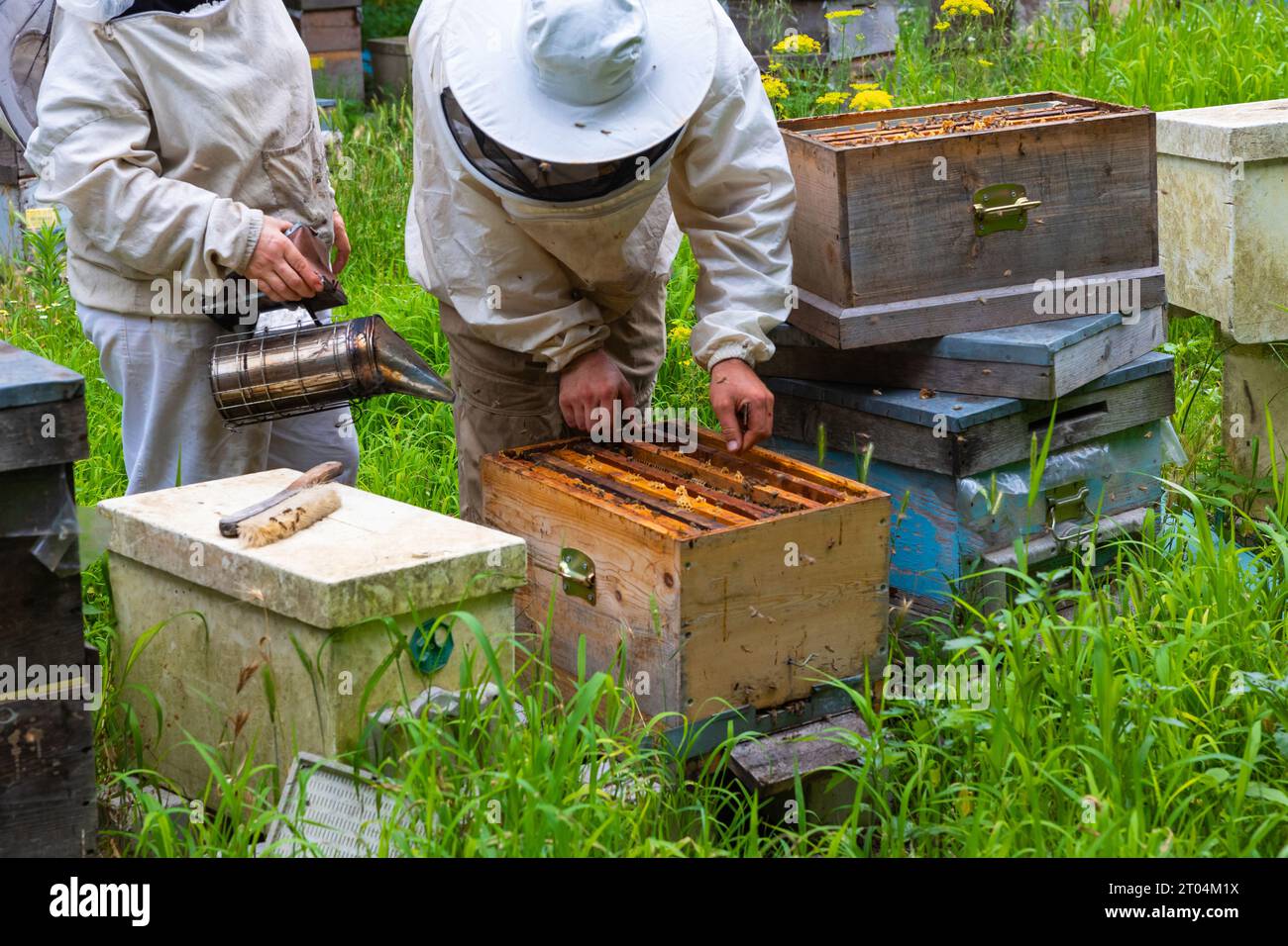 Apiculteurs regardant ou vérifiant les ruches dans le rucher avec des combinaisons de protection et fumoir d'abeilles. Banque D'Images