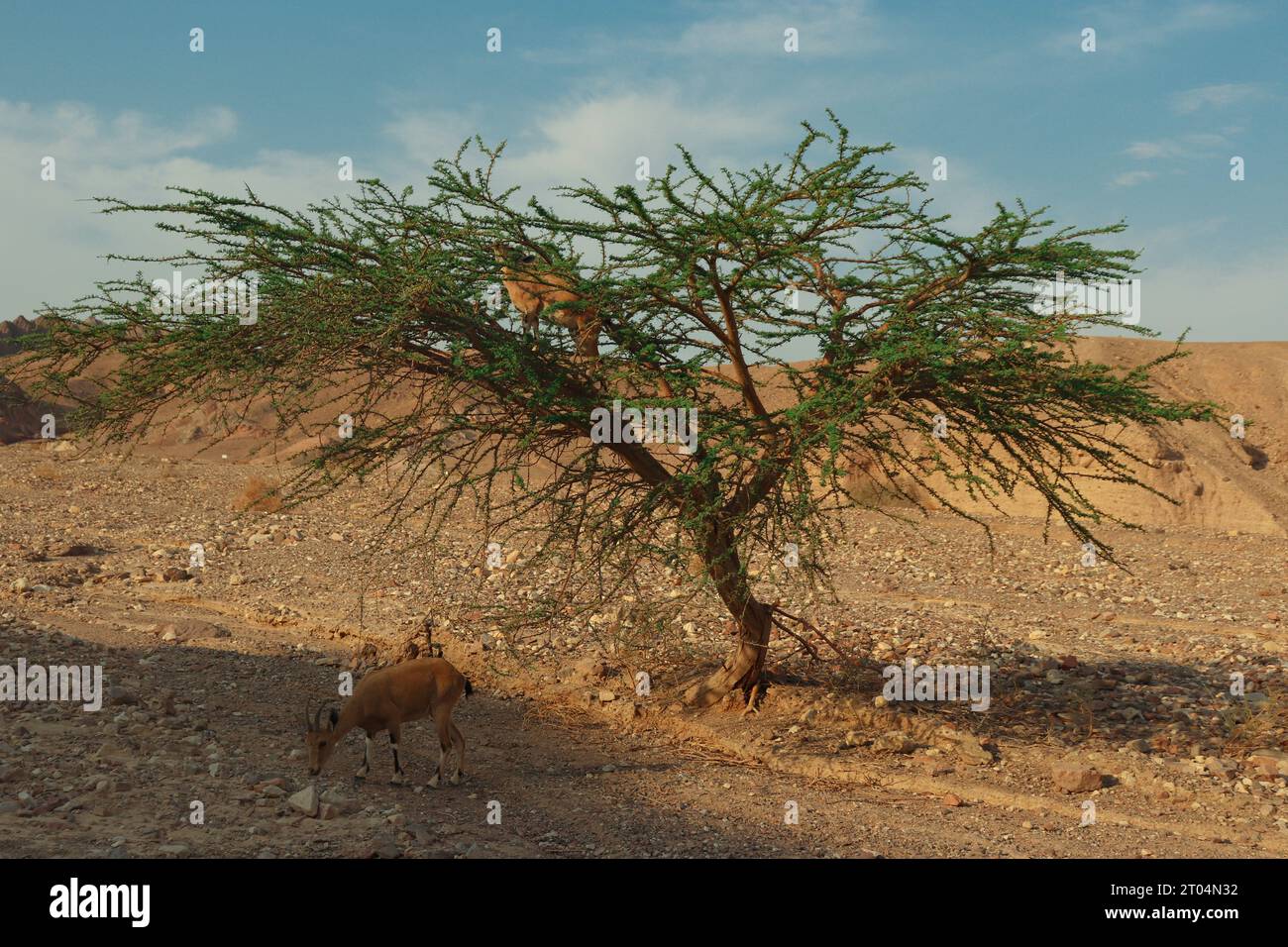 Une chèvre au sommet d'un arbre vert et une à gauche de l'arbre au sol au milieu du désert d'Eilat, Israël Banque D'Images