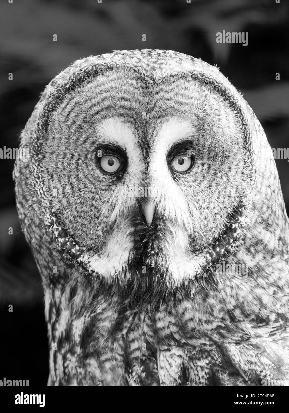 Grand hibou gris, Strix nebulosa, portrait avec fond vert bokeh. Image en noir et blanc. Banque D'Images