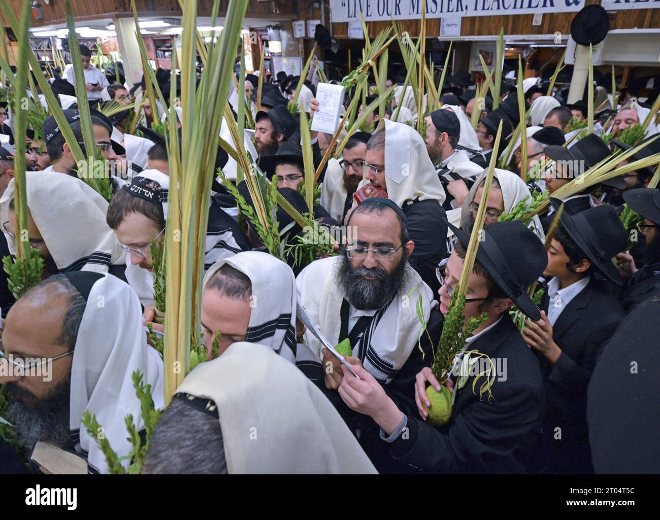 Pendant Soukkos, les Juifs orthodoxes marchent autour du temple avec leurs 4 espèces de vacances. Dans la synagogue principale de Chabad à Crown Heights, Brooklyn, New York. Banque D'Images
