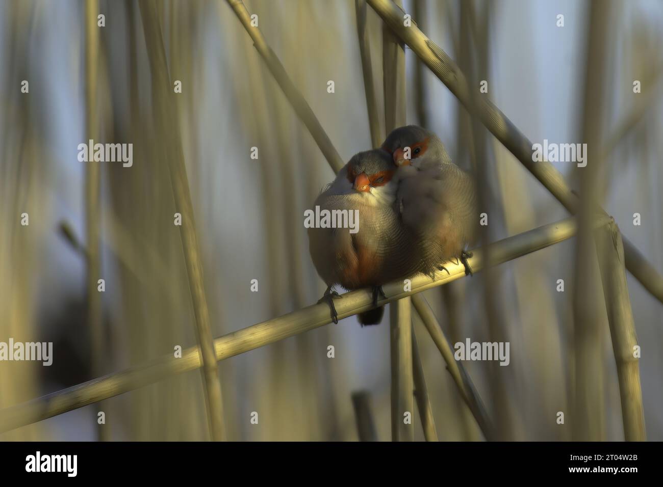 Bec de cire commun (Estrilda astrild), couple doux serrant parmi les roseaux, Portugal, Réserve naturelle de l'estuaire du Tage Banque D'Images