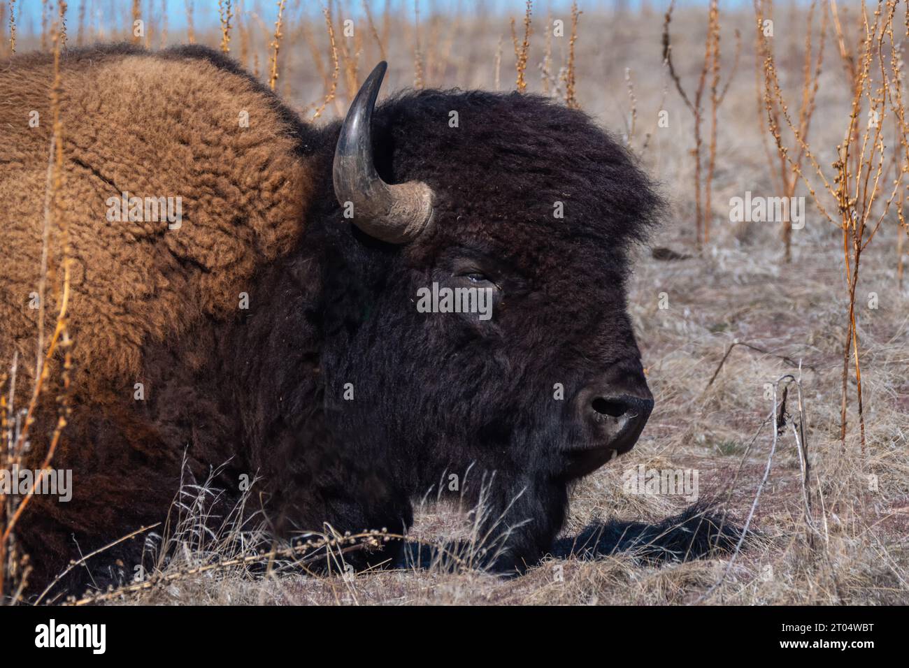 Bison d'Amérique, buffle (Bison bison), portrait, USA, Utah, Antelope Island State Park Banque D'Images