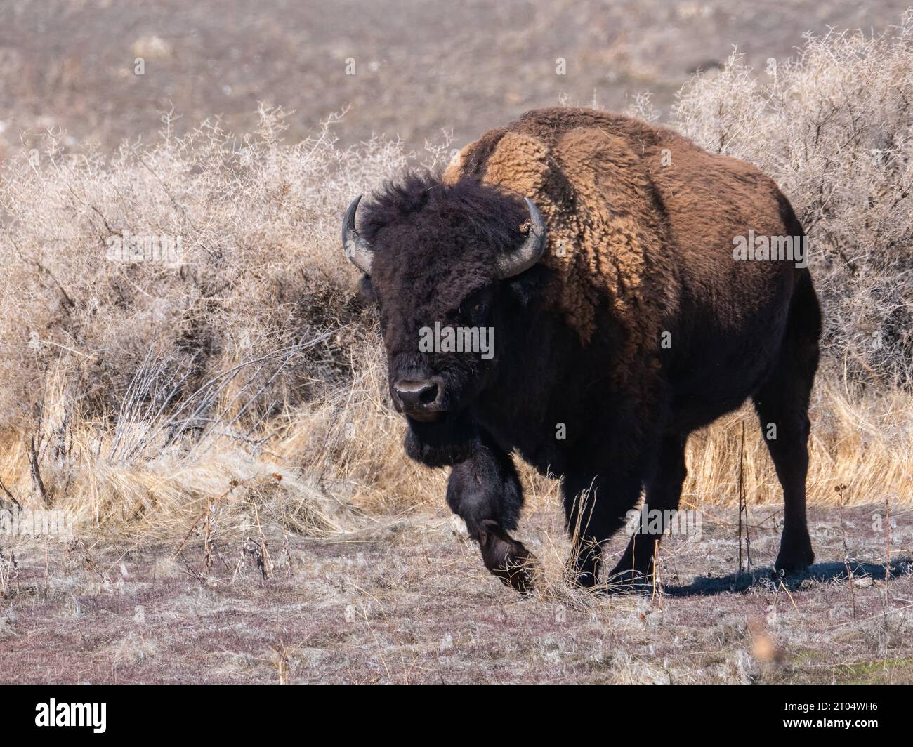Bison d'Amérique, buffle (Bison bison), marche, USA, Utah, Antelope Island State Park Banque D'Images