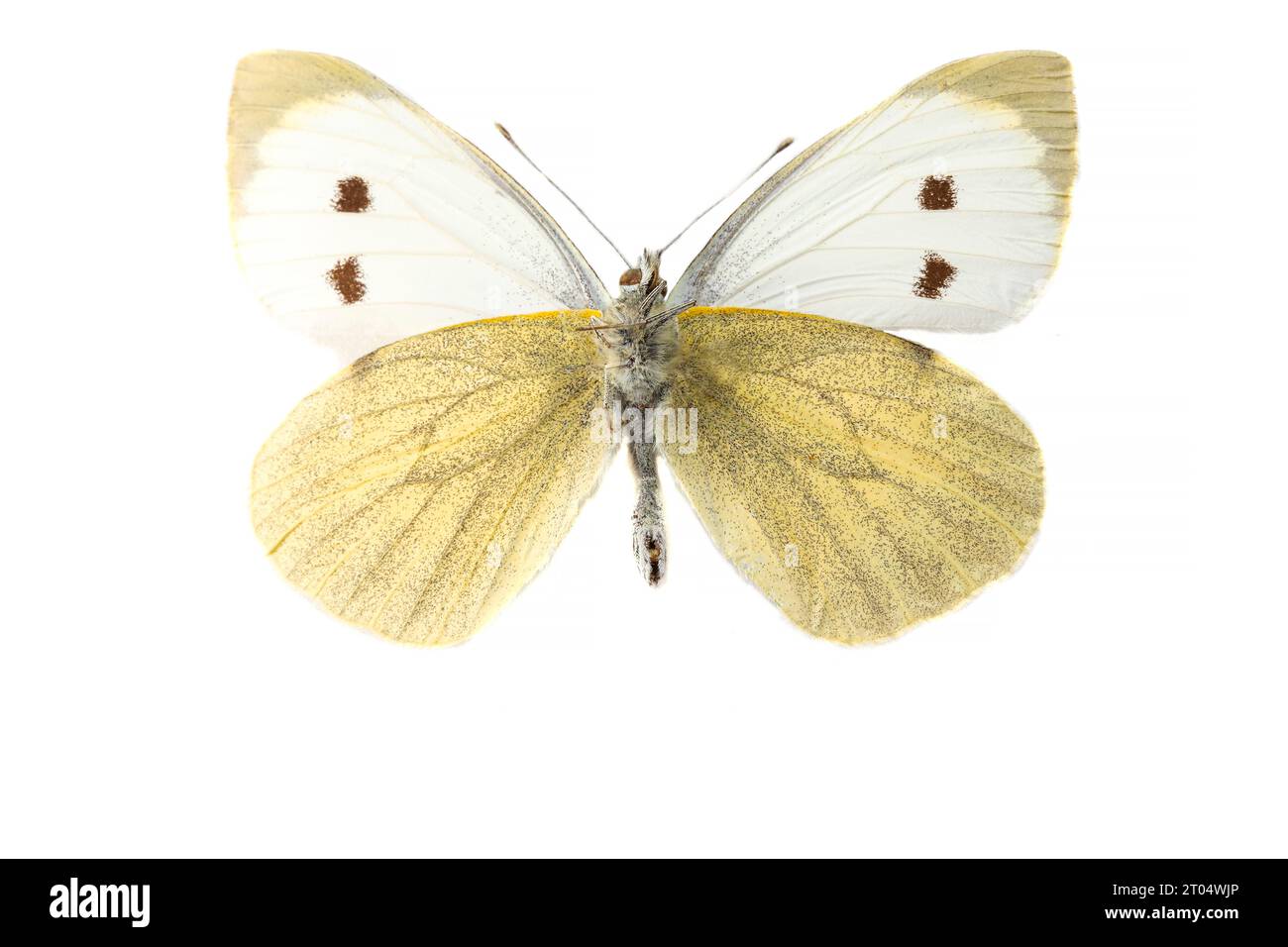 Grand blanc (Pieris brassicae), mâle, dessous, découpé Banque D'Images