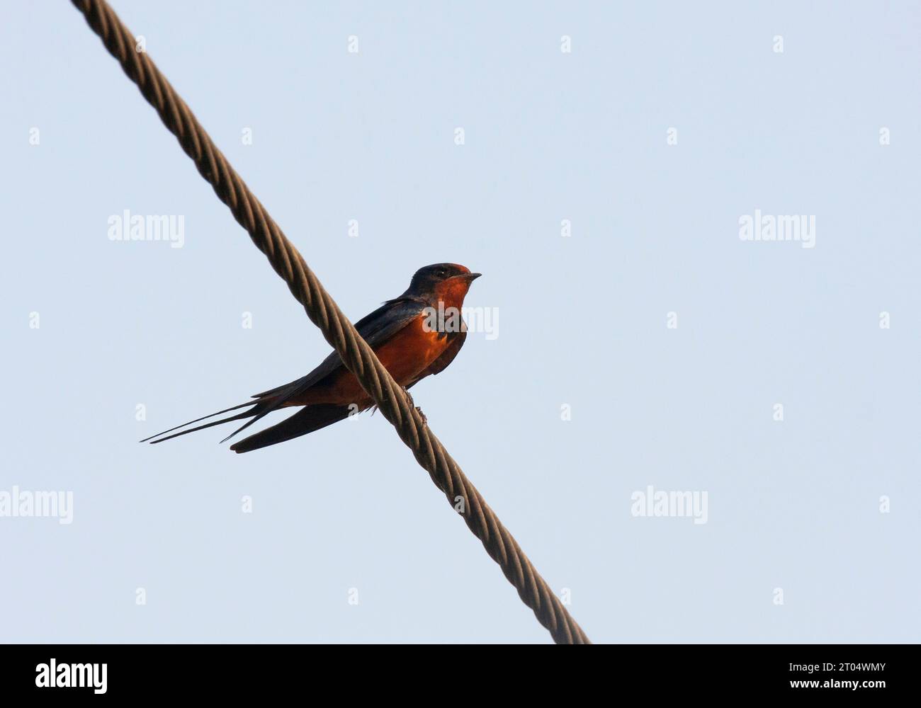 Hirondelle égyptienne (Hirundo rustica savignii, Hirundo savignii), reposant sur une ligne électrique, Égypte, village de Louxor Banque D'Images