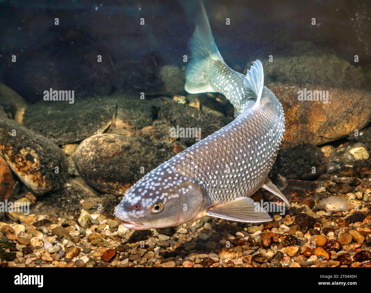 kutum, cafard de mer noire (Rutilus frisii meidingeri), laitier avec coloration nuptiale, Allemagne, Bavière, lac de Chiemsee Banque D'Images