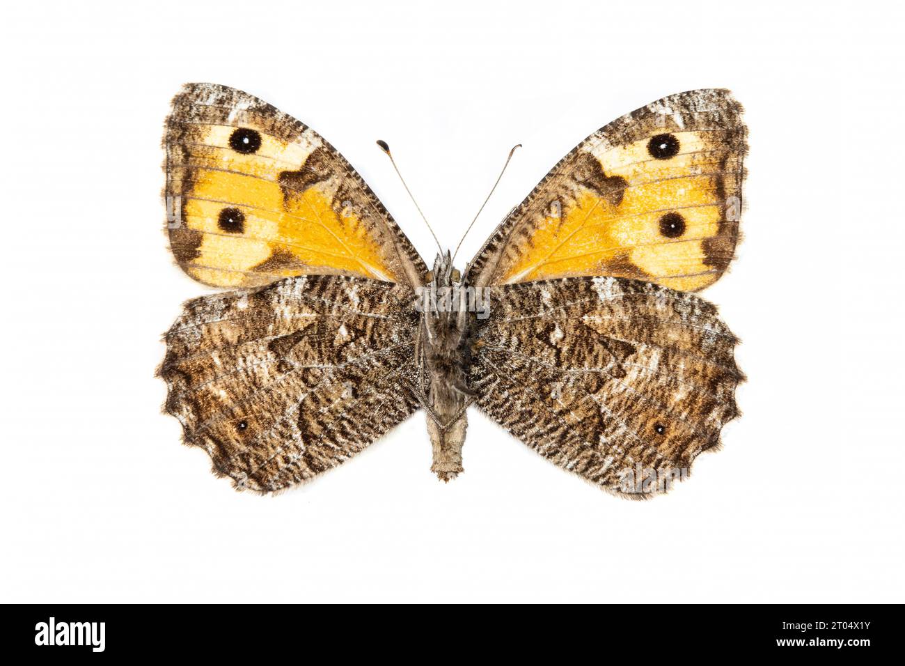 Ombre (Hipparchia semele), femelle, dessous, découpée Banque D'Images