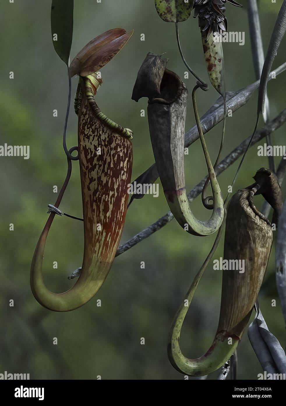 Plante commune de cruche de marais, plante tropicale de cruche (Nepenthes mirabilis), feuilles de piège, forme sauvage, Malaisie, Bornéo, Sarawak Banque D'Images