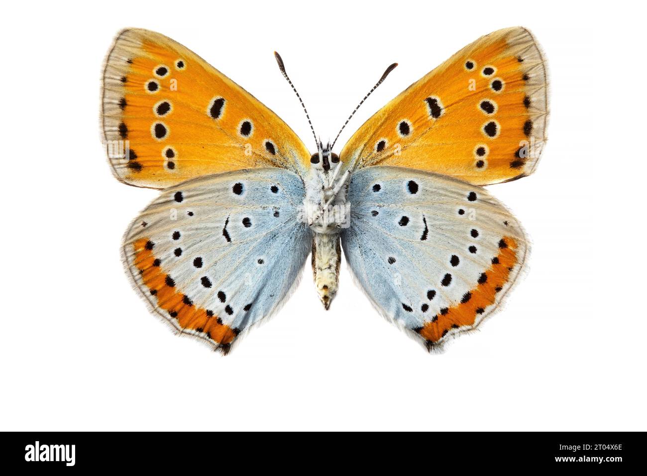 Gros cuivre hollandais (Lycaena dispar batava, Lycaena dispar batavus), femelle, dessous, découpé Banque D'Images