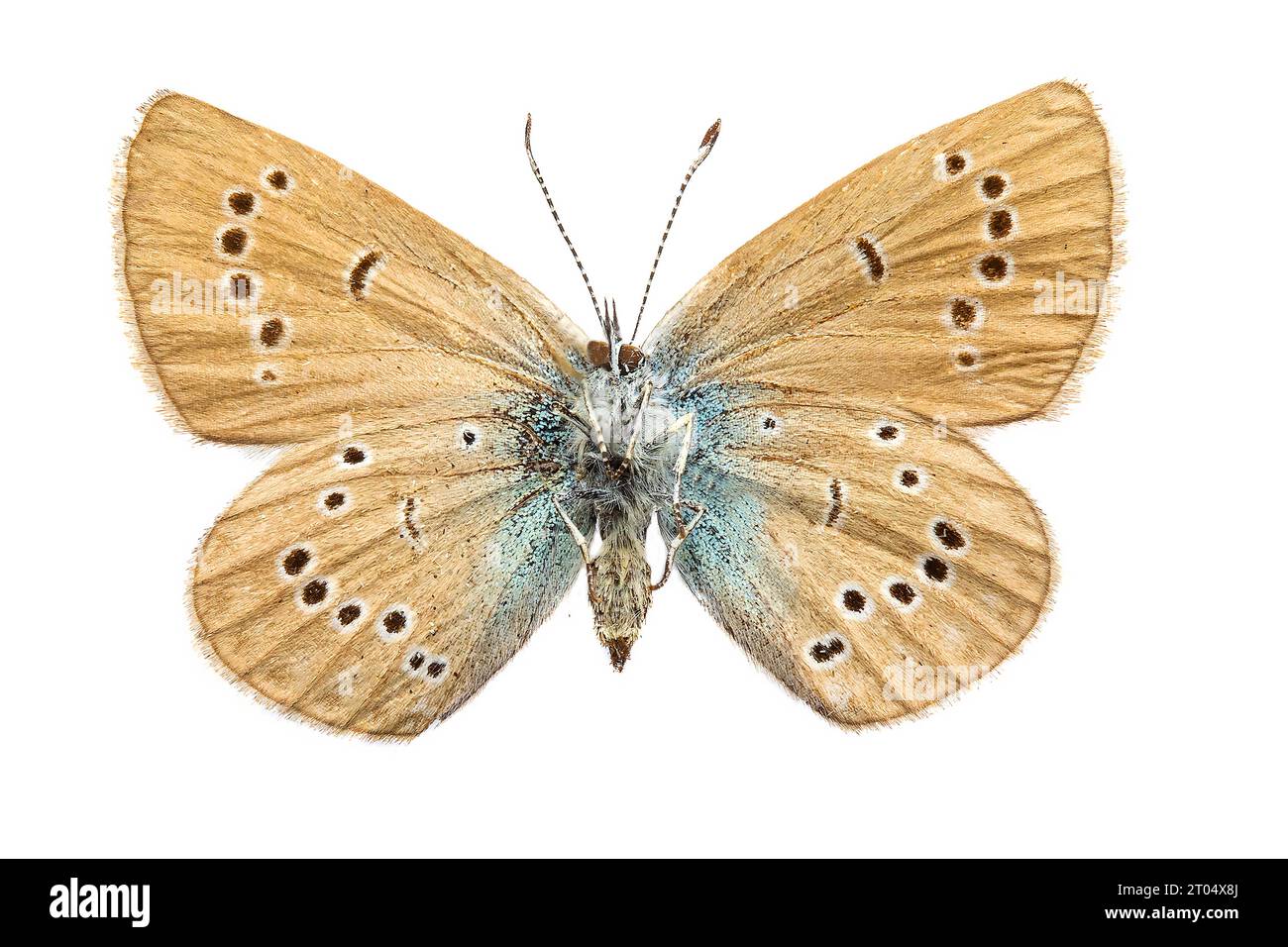 Bleu mazarine (Polyommatus semiargus, Cyaniris semiargus), femelle, face inférieure, découpée Banque D'Images