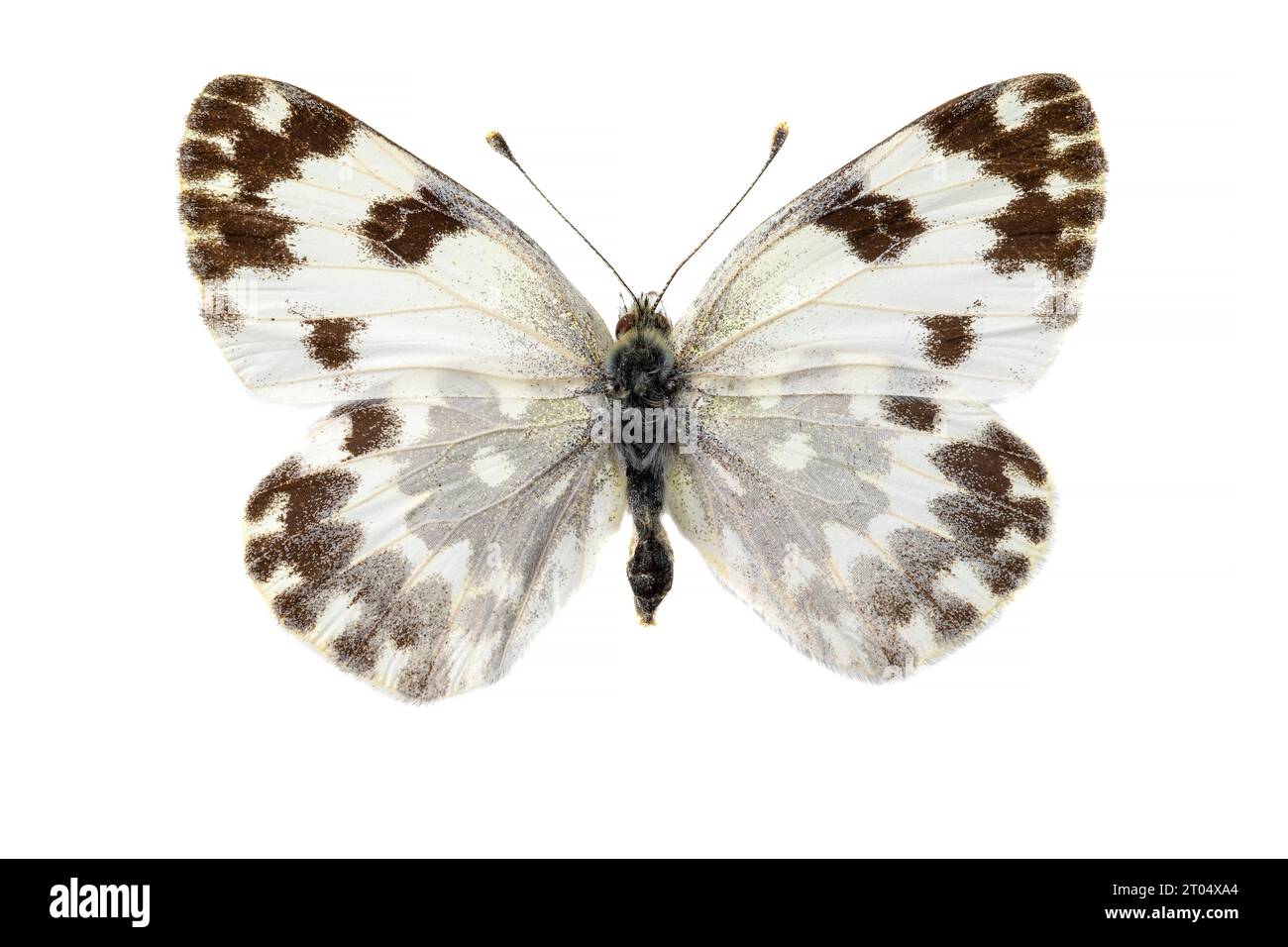 Eastern Bath White (Pontia edusa), femelle, face supérieure, découpée Banque D'Images