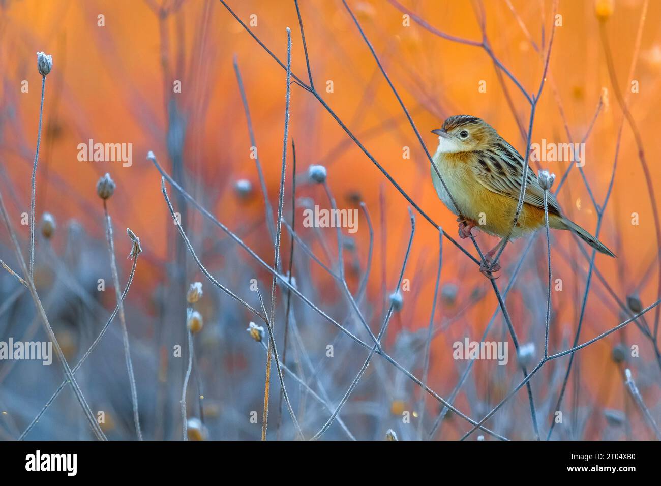 Zitting cisticola (Cisticola juncidis), avant le lever du soleil avec la première lumière, Italie, Toscane Banque D'Images