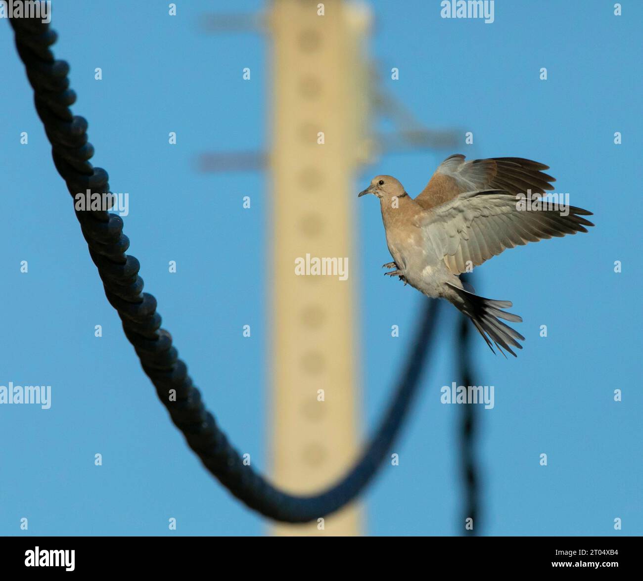 Colombe à col (Streptopelia decaocto), atterrissant sur ligne électrique, Espagne Banque D'Images