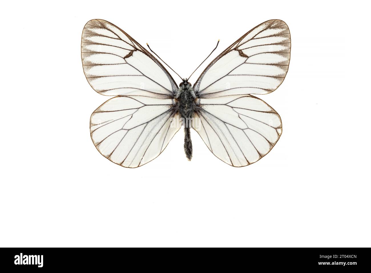 Blanc à veine noire (Aporia crataegi), mâle, dessus, découpé Banque D'Images