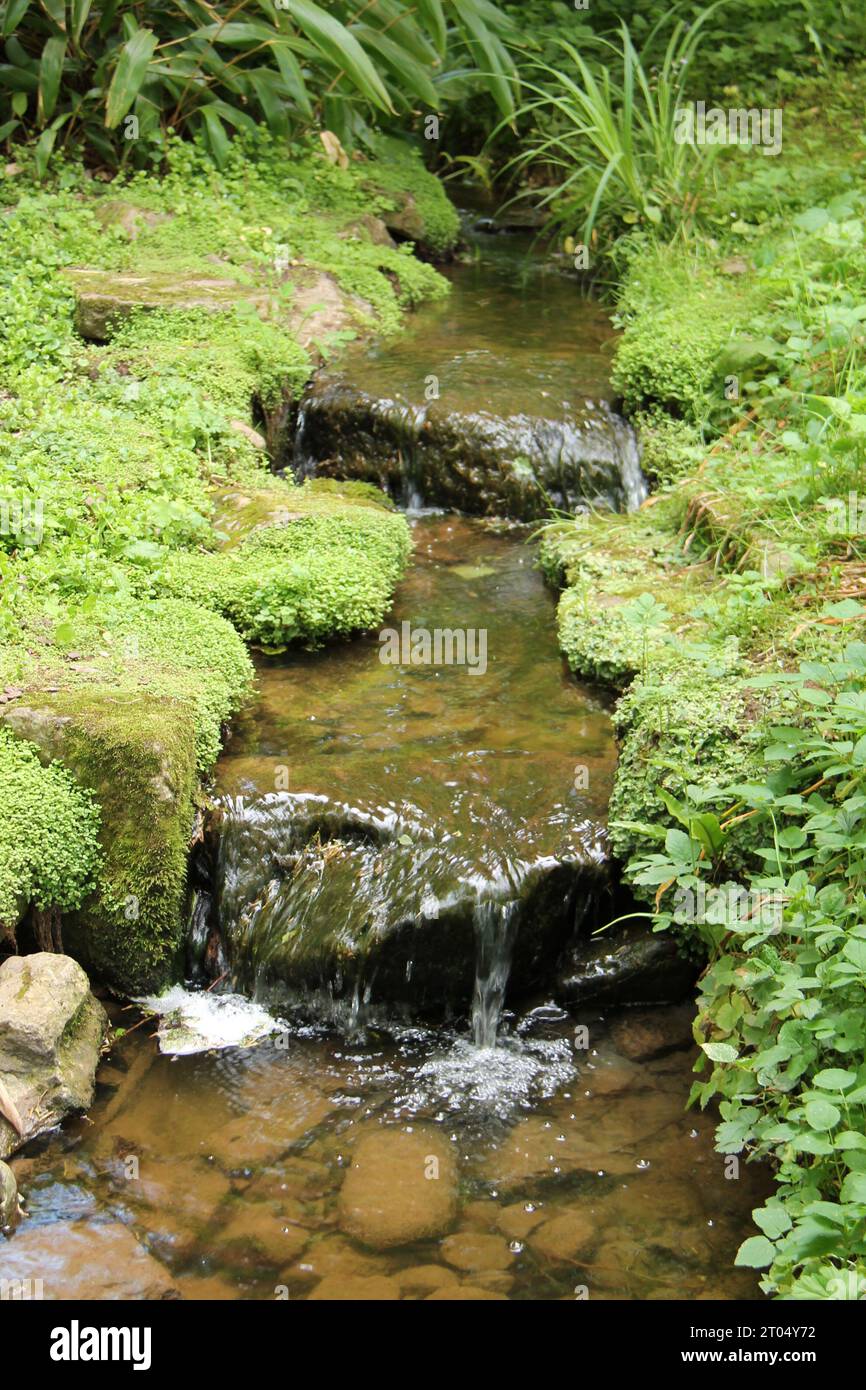 Un ruisseau de jardin avec une petite cascade en deux étapes. Banque D'Images