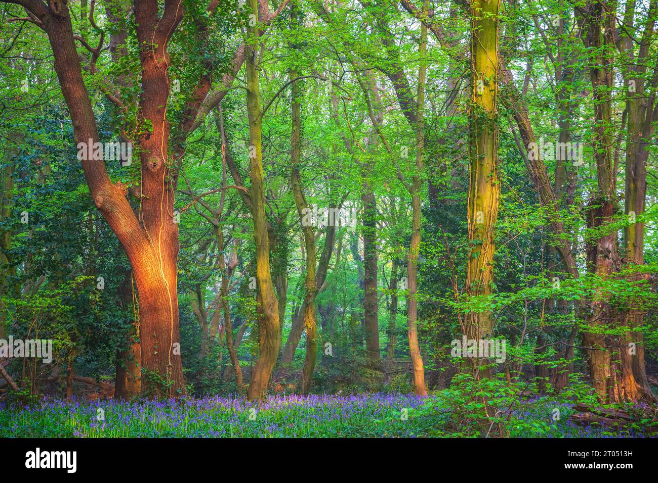 Highgate Wood dans le nord de Londres, Angleterre Banque D'Images