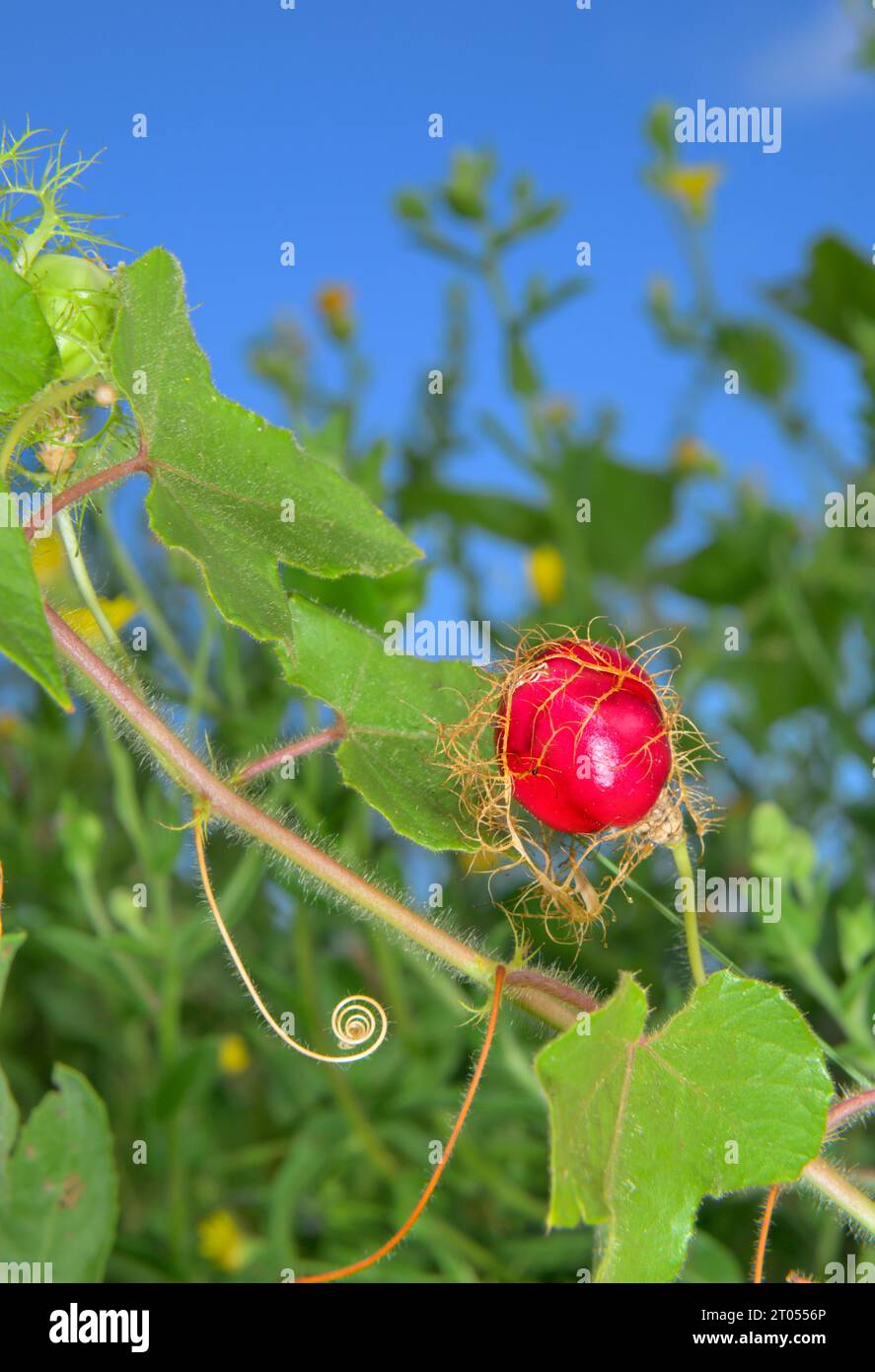 Fruit mûr de la passiflore scarabée (Passiflora foetida var. Lanuginosa) dans les zones humides côtières, Galveston, Texas, États-Unis. Banque D'Images