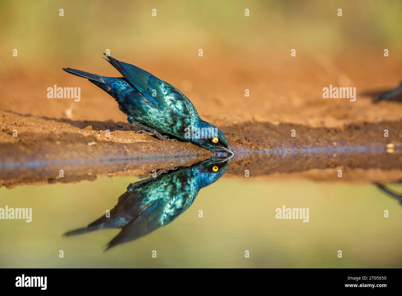 Cap Glossy Starling buvant dans un trou d'eau avec reflet dans le parc national Kruger, Afrique du Sud ; espèce Lamprotornis nitens famille de Sturnidae Banque D'Images