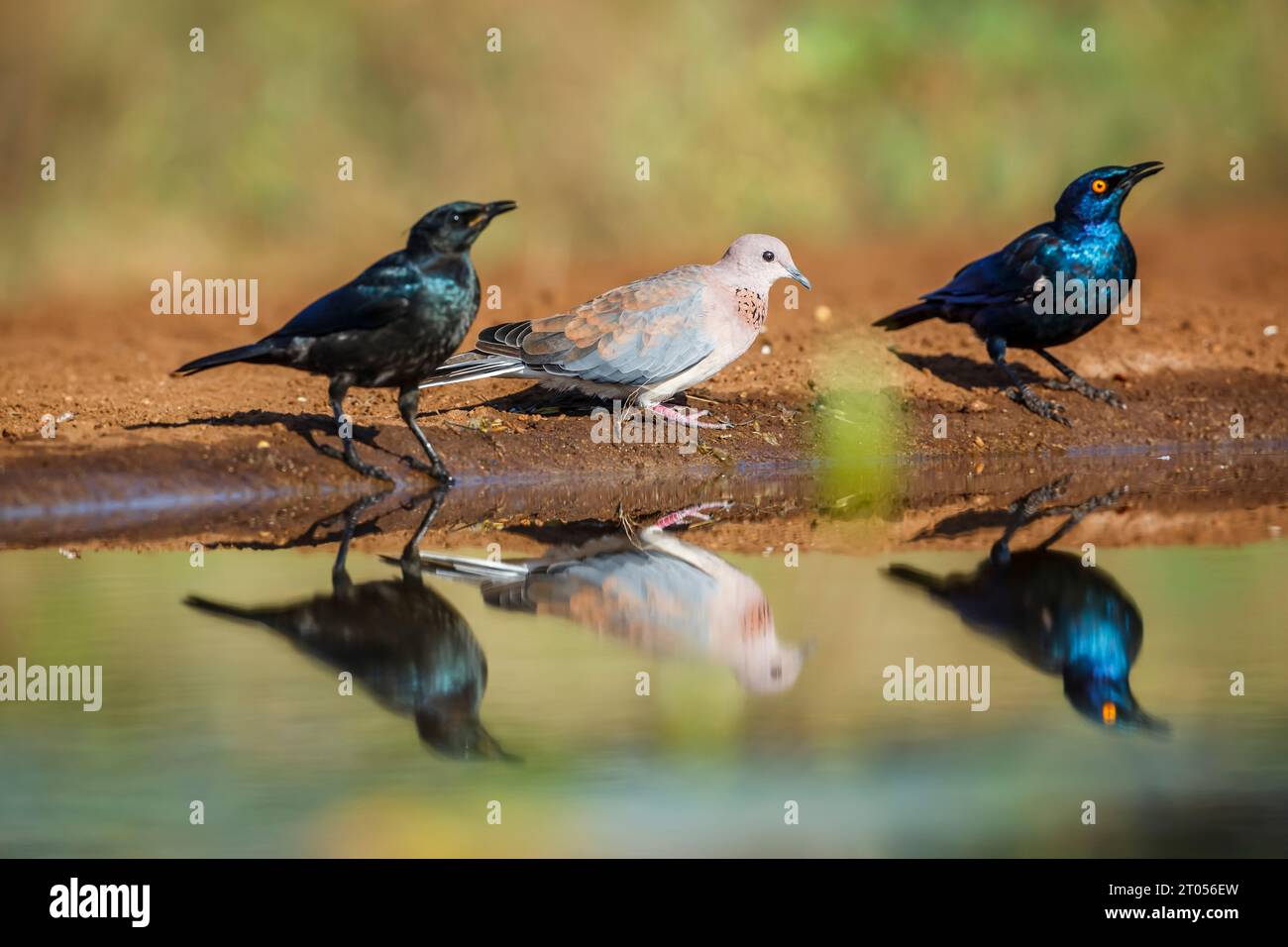 La colombe riante et le cap Glossy Starling dans le parc national Kruger, Afrique du Sud ; espèce Streptopelia senegalensis et Lamprotornis nitens Banque D'Images