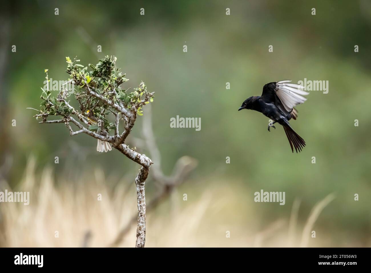 Southern Anteater-Chat en vol et tisserand à tête rouge dans le parc national Kruger, Afrique du Sud ; espèce Myrmecocichla formicivora famille de Musicapidae Banque D'Images