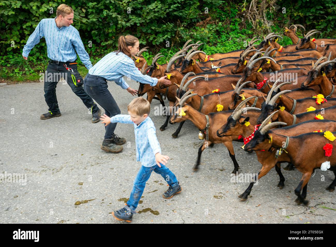 Les chèvres vêtues de leurs plus beaux costumes de fête descendent fièrement des alpages, village de Lignières, montagnes du Jura, Suisse. Banque D'Images