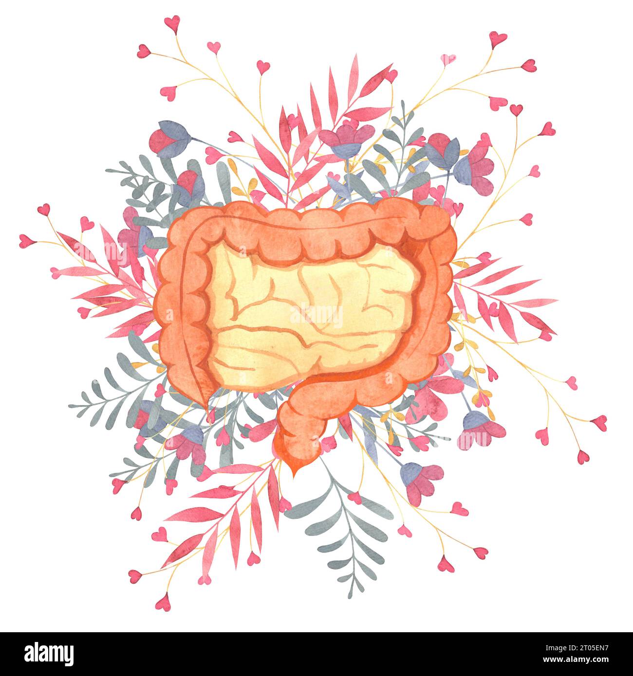 intestins humains, organes internes humains, fleurs, brindilles, illustration à l'aquarelle pour le thème de cardiologie Banque D'Images