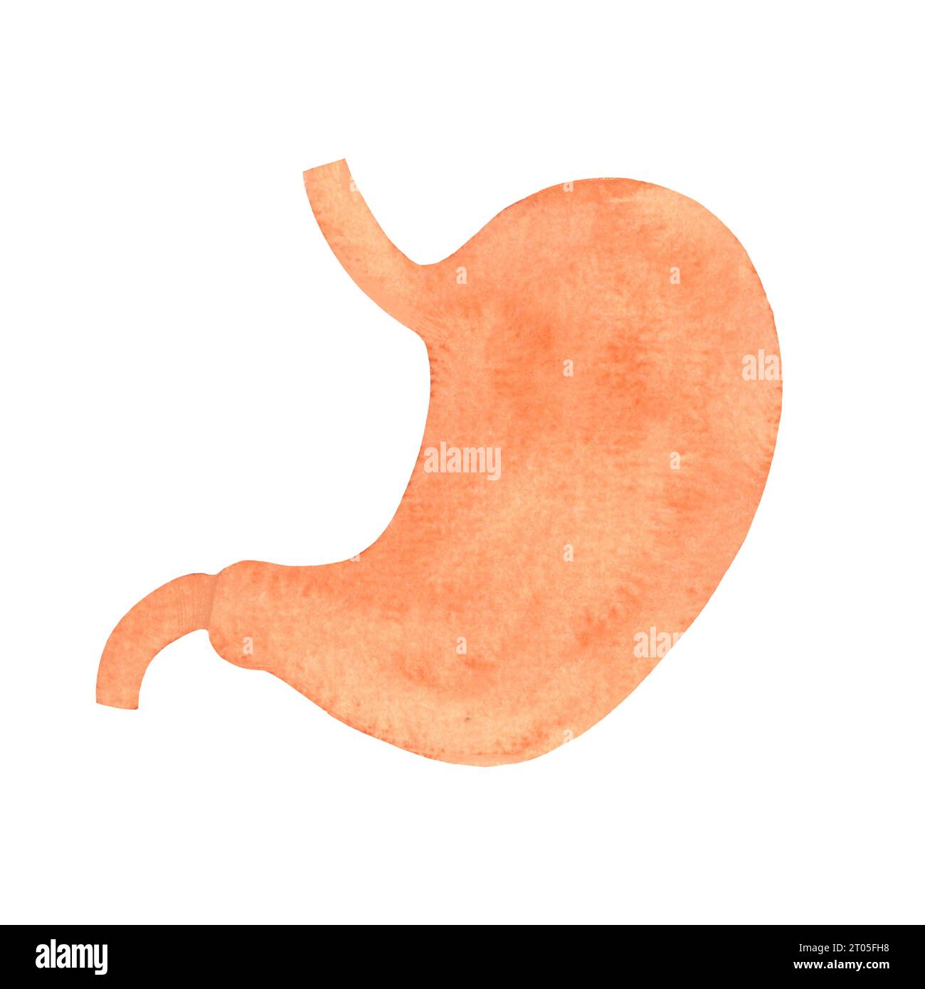 estomac humain, organes internes dessinés à l'aquarelle, illustration médicale isolée Banque D'Images