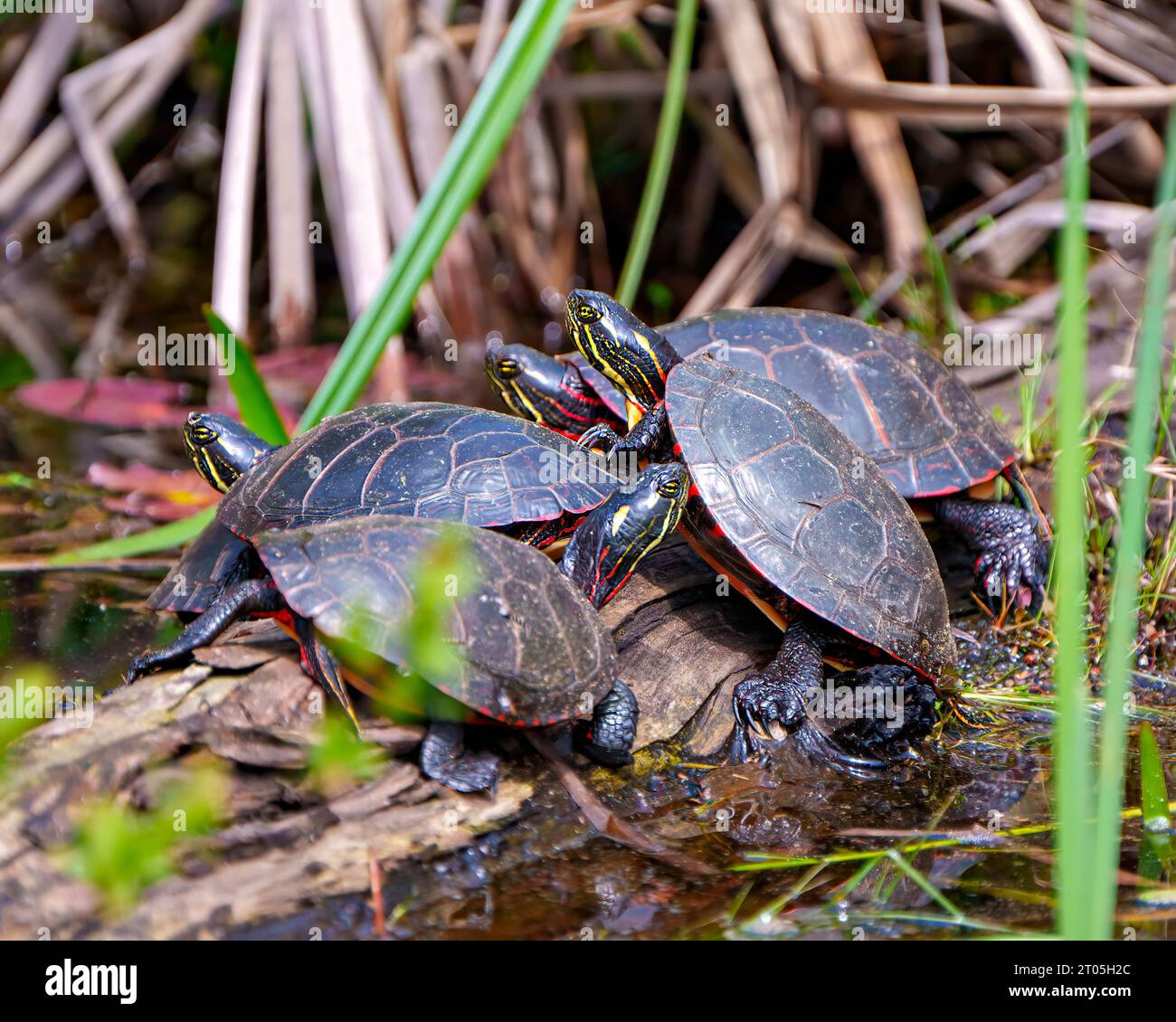 Groupe de tortues peintes debout sur une bûche de mousse avec de la végétation marécageuse dans leur environnement et habitat environnant. Photo de tortue. Banque D'Images