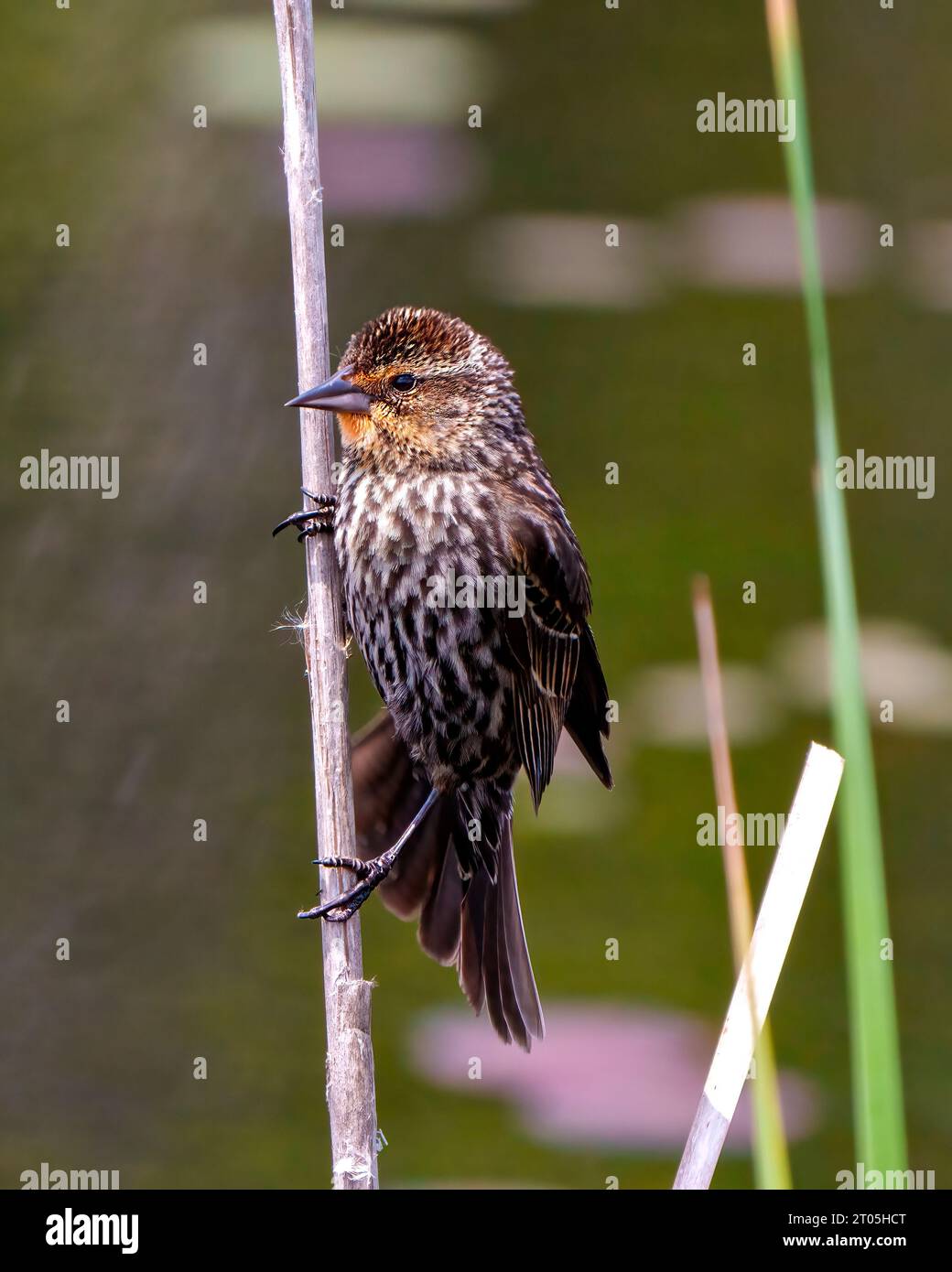 Vue de côté juvénile de Blackbird à ailes rouges, perché sur une brindille avec un fond coloré dans son environnement et son habitat environnant. Banque D'Images