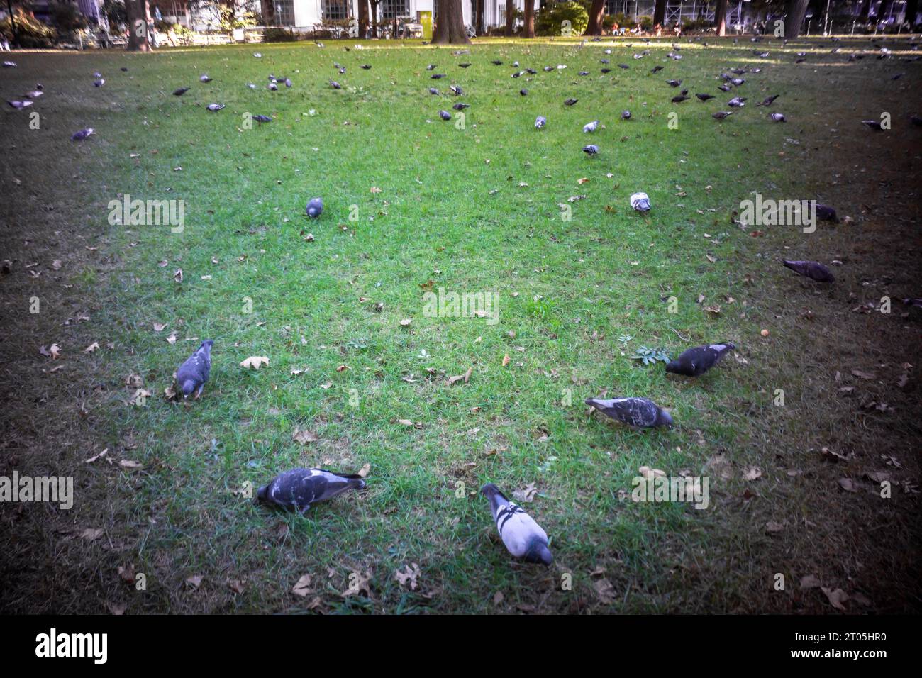 Les pigeons dévorent les graines d'herbe sur la pelouse ovale du Madison Square Park à New York le dimanche 1 octobre 2023. (© Richard B. Levine) Banque D'Images